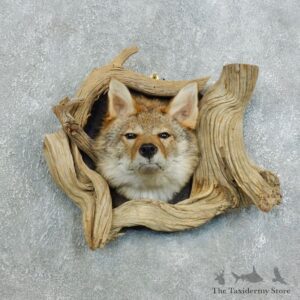 Coyote Head & Wood Taxidermy Mount #18391 For Sale @ The Taxidermy Store
