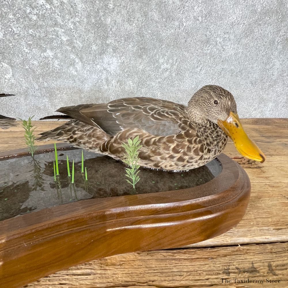 Argentine Red Shoveler Taxidermy Duck Mount For Sale #26648 @The Taxidermy Store