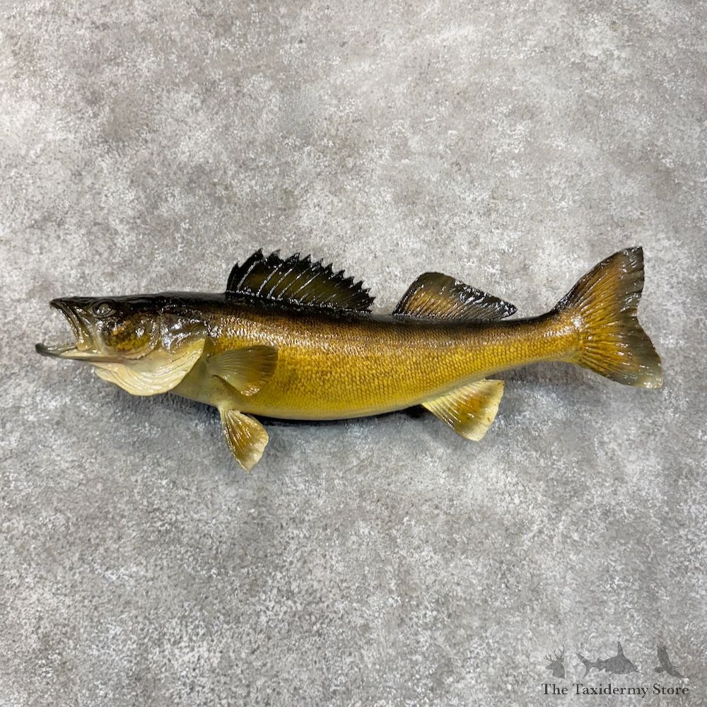 Walleye Fish Mount For Sale #29884 @ The Taxidermy Store