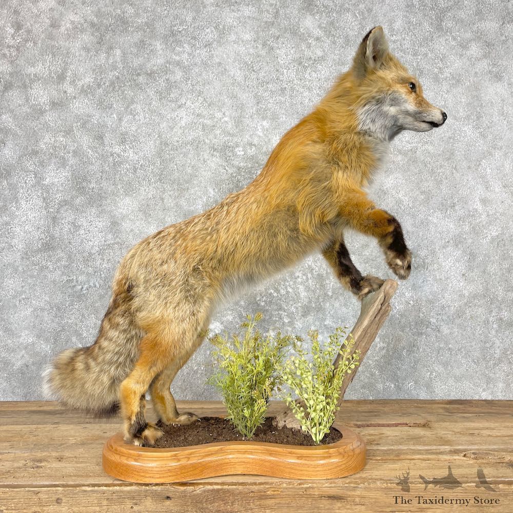 Red Fox Life-Size Mount For Sale #27029 @ The Taxidermy Store