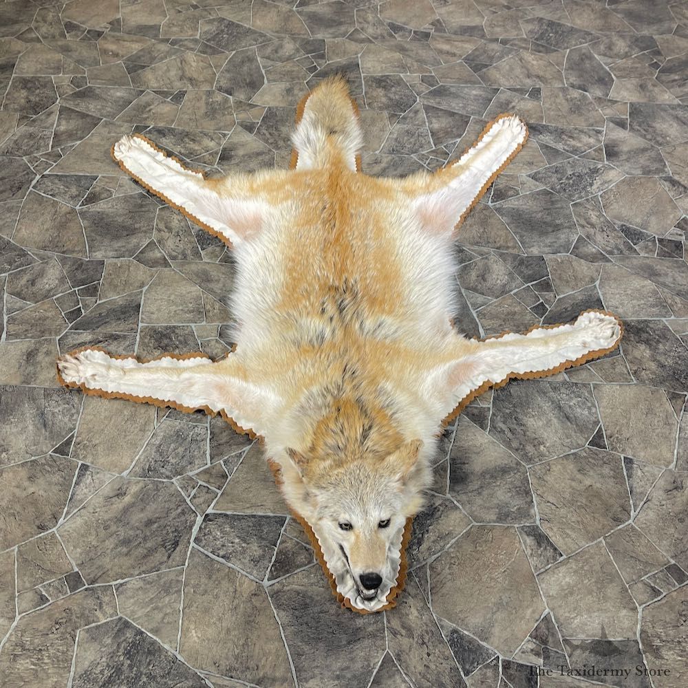 Strawberry Coyote Rug Taxidermy Mount For Sale #26291 @ The Taxidermy Store
