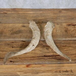Catalina Goat Horn Set For Sale #14960 @ The Taxidermy Store