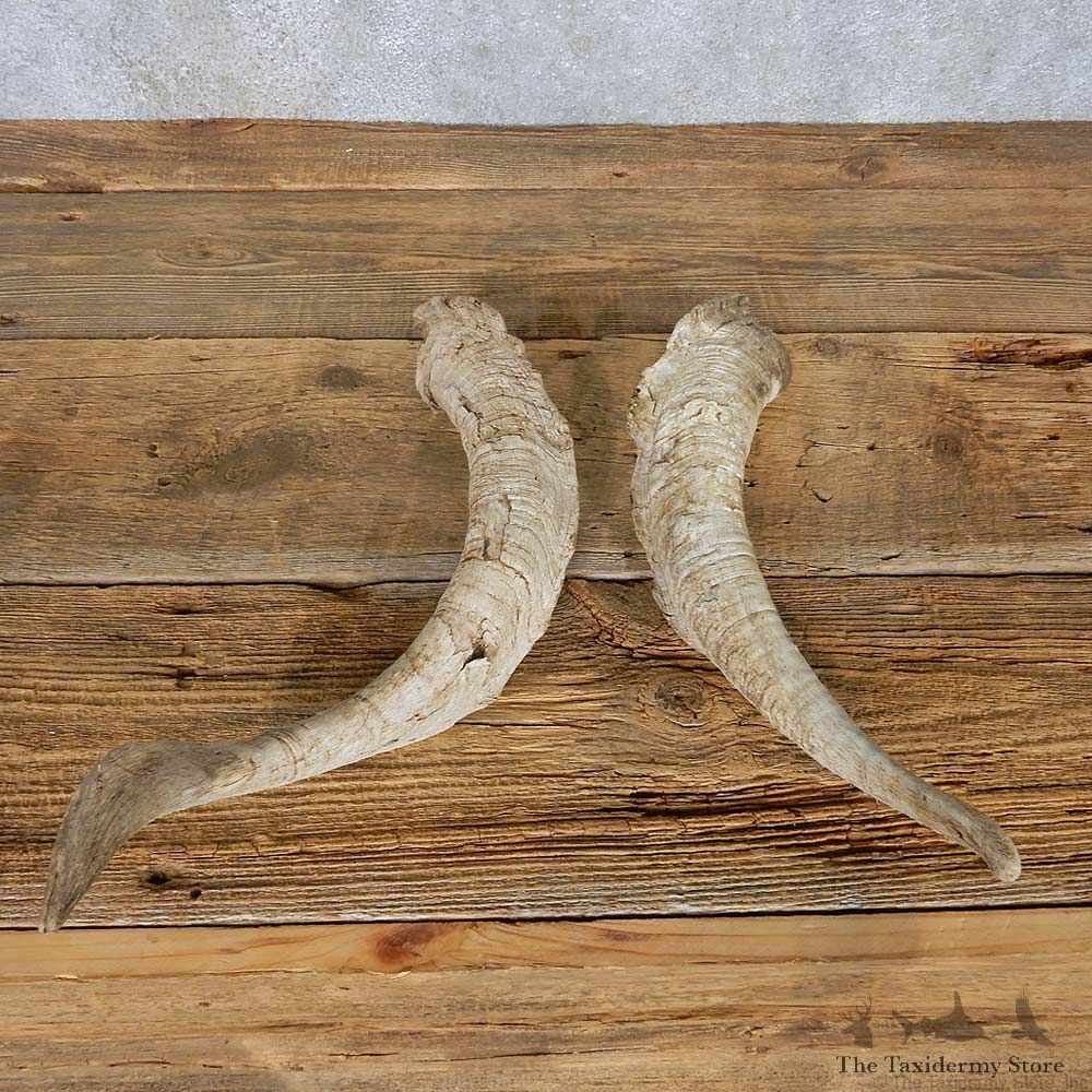 Catalina Goat Horn Set For Sale #14960 @ The Taxidermy Store