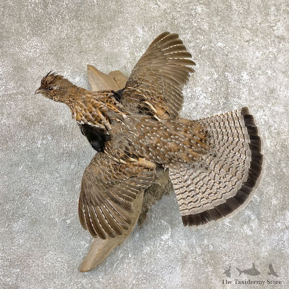Ruffed Grouse Bird Mount For Sale #26579 @ The Taxidermy Store