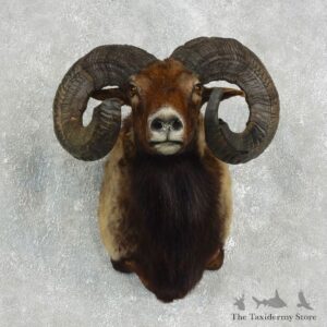 Corsican Ram Shoulder Mount For Sale #17645 @ The Taxidermy Store