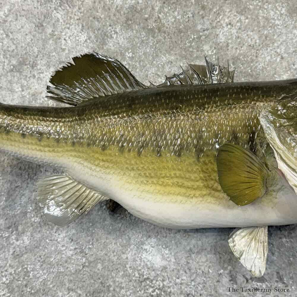 Largemouth Bass Fish Mount For Sale #30879 @ The Taxidermy Store