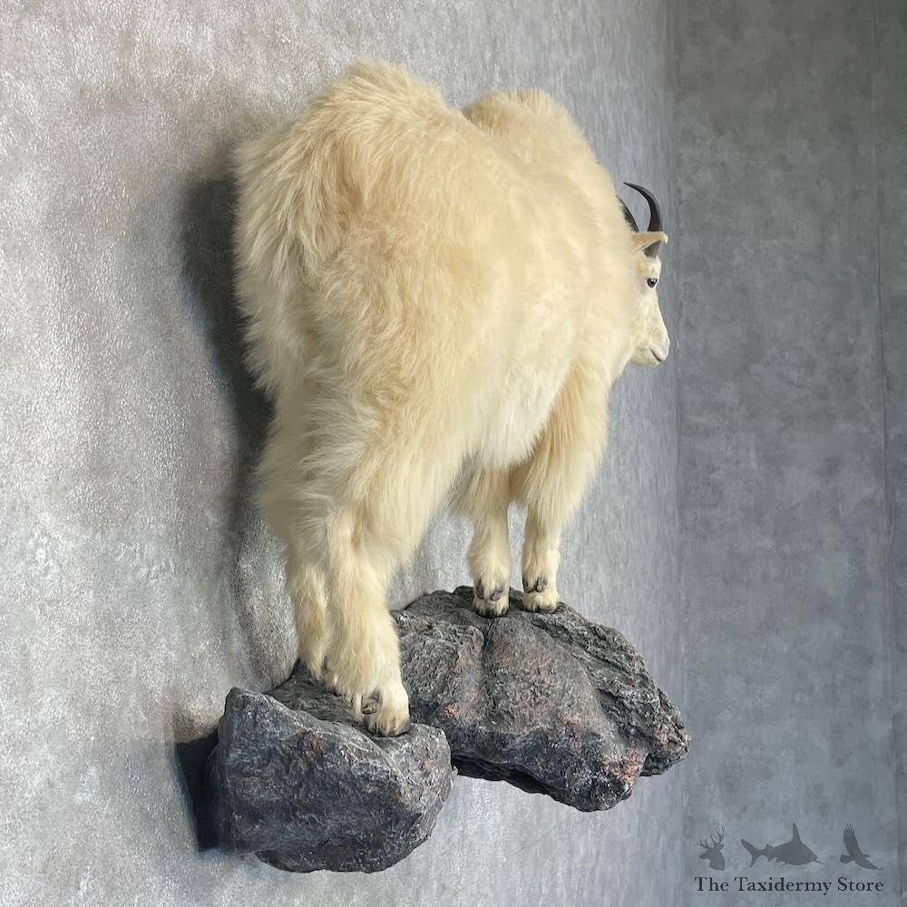 Mountain Goat Life-Size Mount For Sale #27657 @ The Taxidermy Store