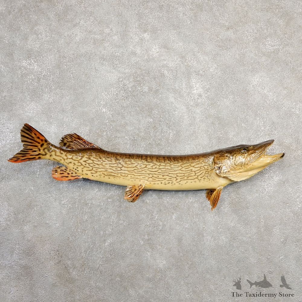 Chain Pickerel Fish Taxidermy Mount For Sale #20576 @ The Taxidermy Store