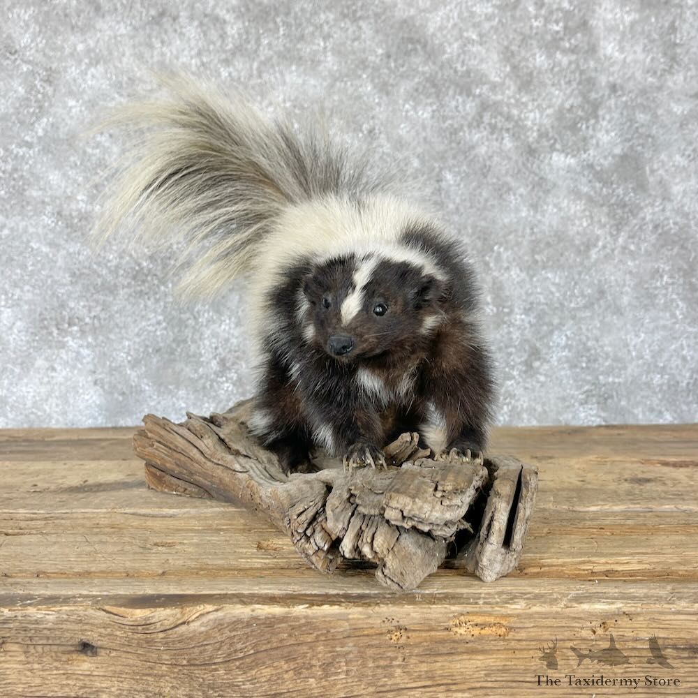 Hooded Skunk Taxidermy Mount For Sale #28229 @ The Taxidermy Store