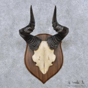 Hartebeest Horn Plaque Mount For Sale #14505 @ The Taxidermy Store