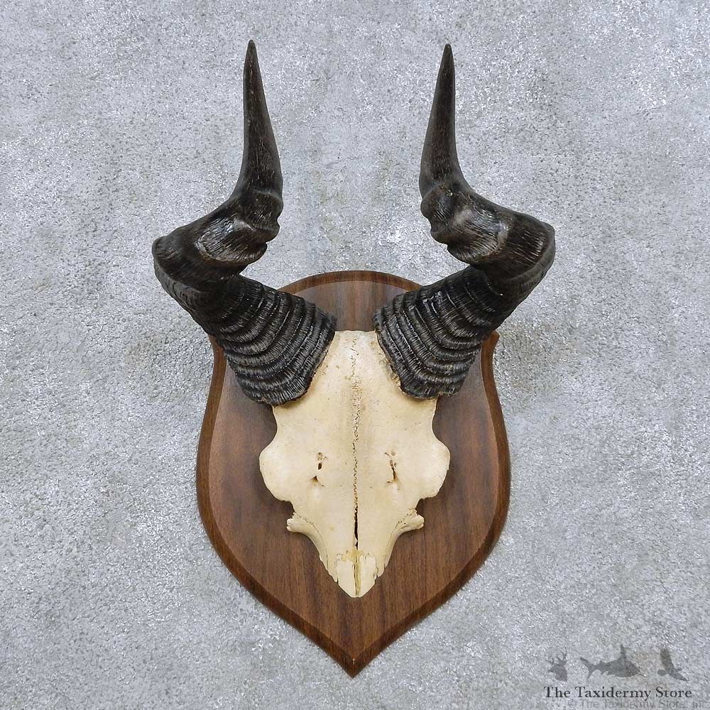 Hartebeest Horn Plaque Mount For Sale #14505 @ The Taxidermy Store