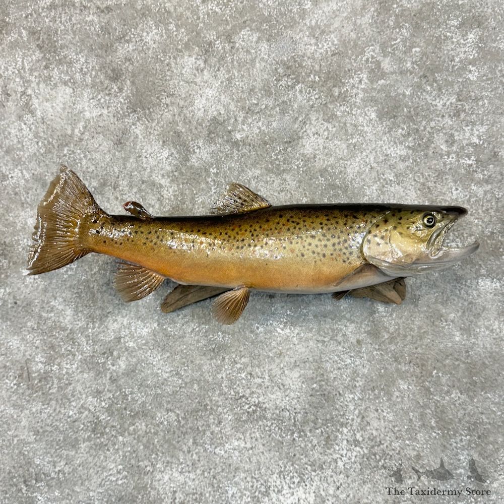 Brown Trout Fish Mount For Sale #29276 @ The Taxidermy Store