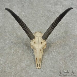 Reedbuck Skull European Mount For Sale #16621 @ The Taxidermy Store