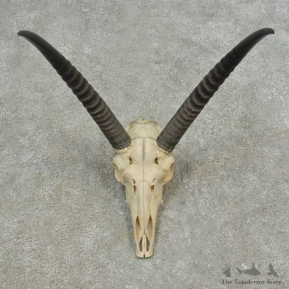 Reedbuck Skull European Mount For Sale #16621 @ The Taxidermy Store