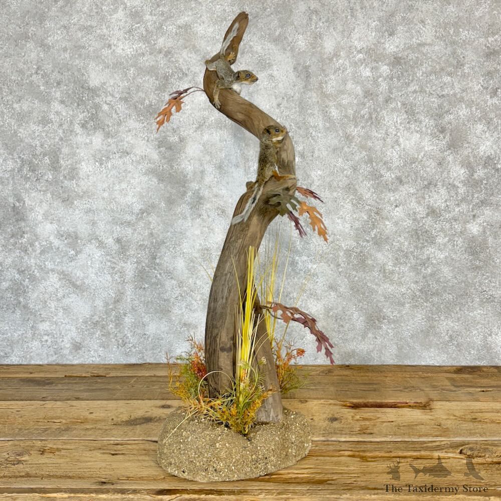 Baby Squirrel Scene Mount For Sale #28987 @ The Taxidermy Store