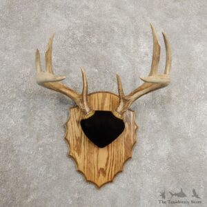 Whitetail Deer Antler Plaque Mount For Sale #20988 @ The Taxidermy Store