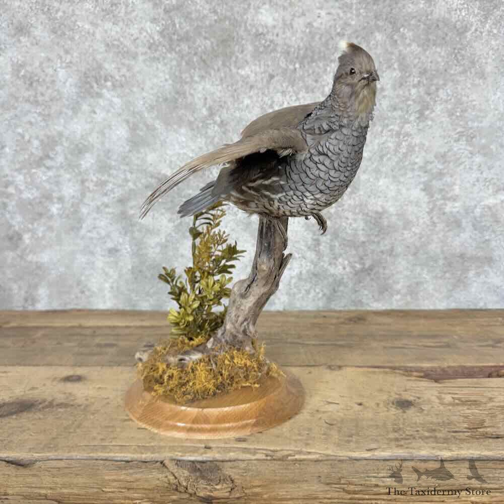 Scaled Quail Bird Mount For Sale #32037 @ The Taxidermy Store