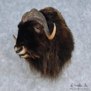 Barren Ground Muskox Shoulder Mount For Sale #15095 @ The Taxidermy Store