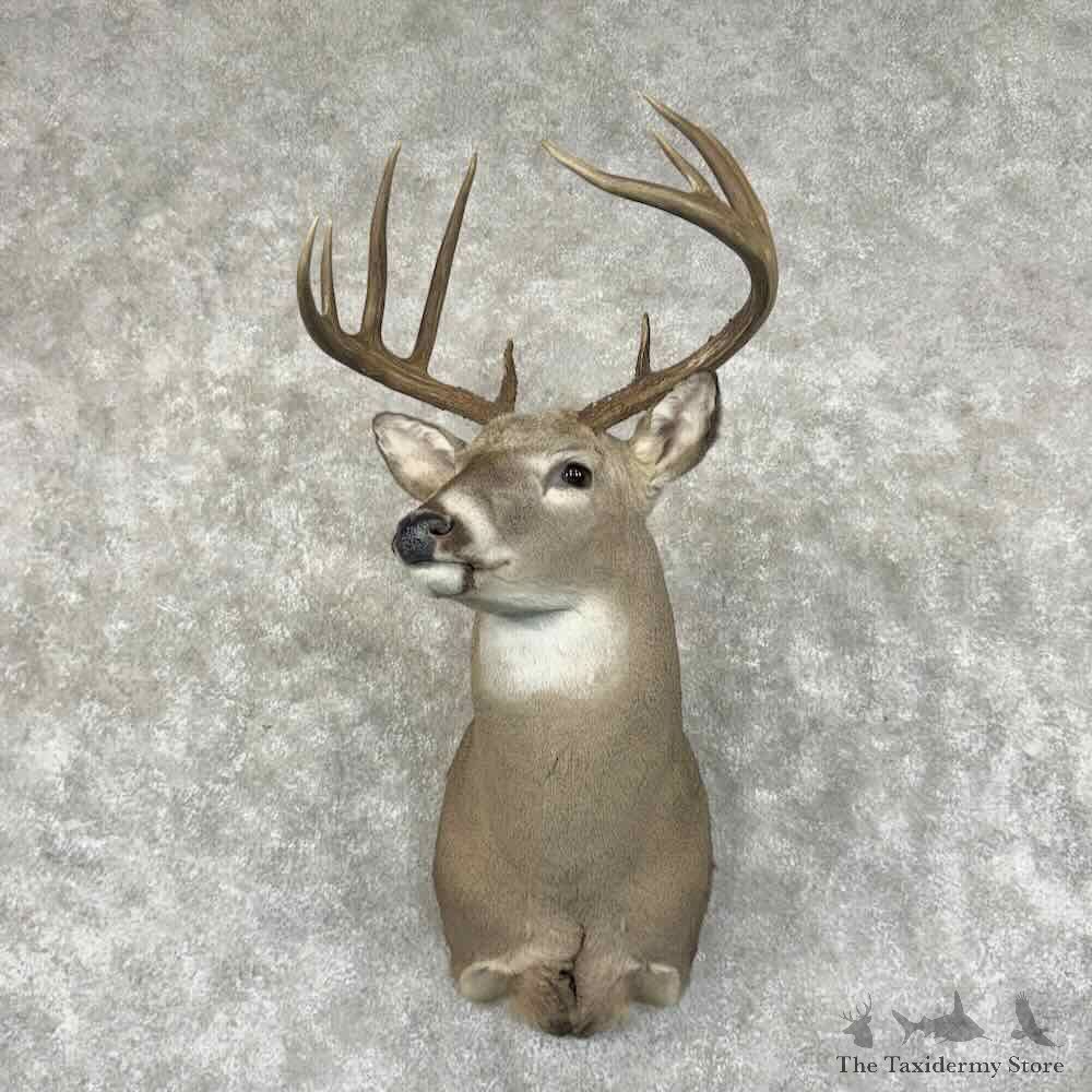 Whitetail Deer Shoulder Mount For Sale #31004 @ The Taxidermy Store