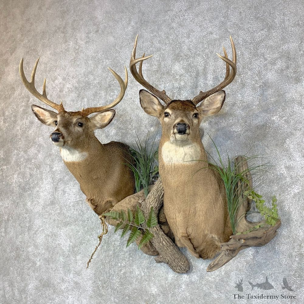 Whitetail Deer Shoulder Taxidermy Mount Pair For Sale #23659 @ The Taxidermy Store