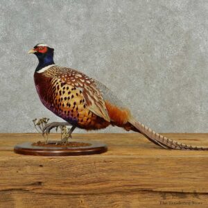 Ringneck Pheasant Bird Mount For Sale #16561 @ The Taxidermy Store