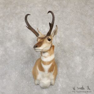 Pronghorn Taxidermy Shoulder Mount #20139 For Sale @ The Taxidermy Store