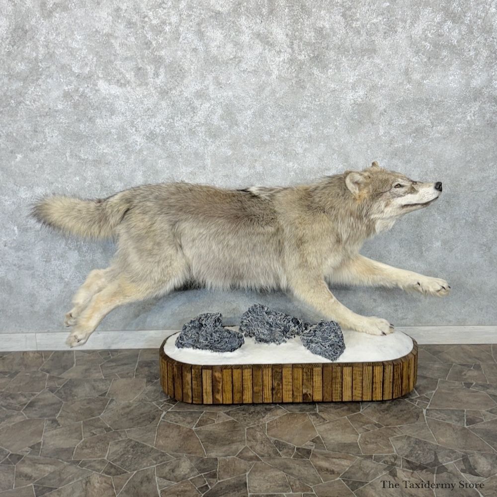 Alaskan Grey Wolf Life-Size Mount For Sale #30289 @ The Taxidermy Store