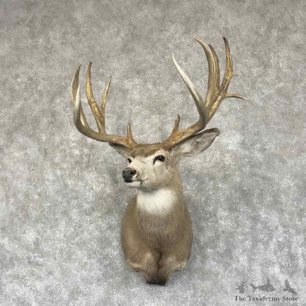 Mule Deer Shoulder Mount For Sale #30677 @ The Taxidermy Store