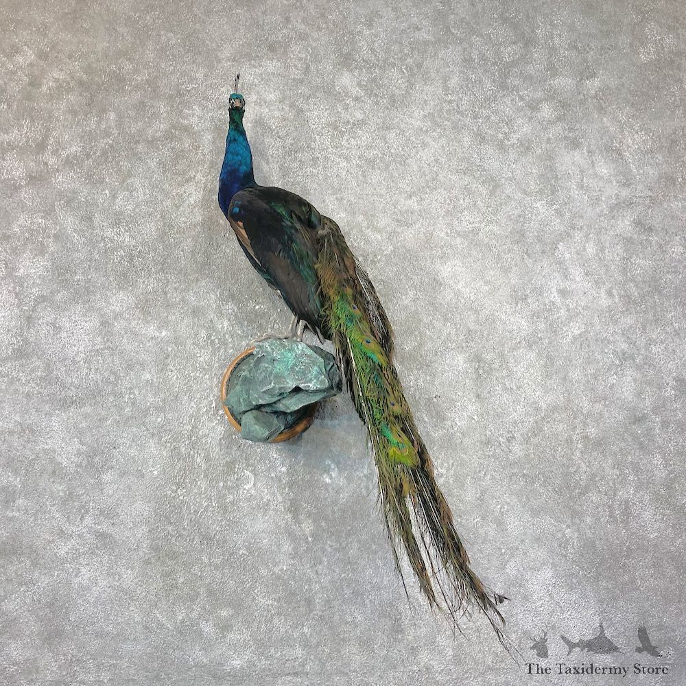 Blue Indian Peacock Bird Mount For Sale #26039 @ The Taxidermy Store