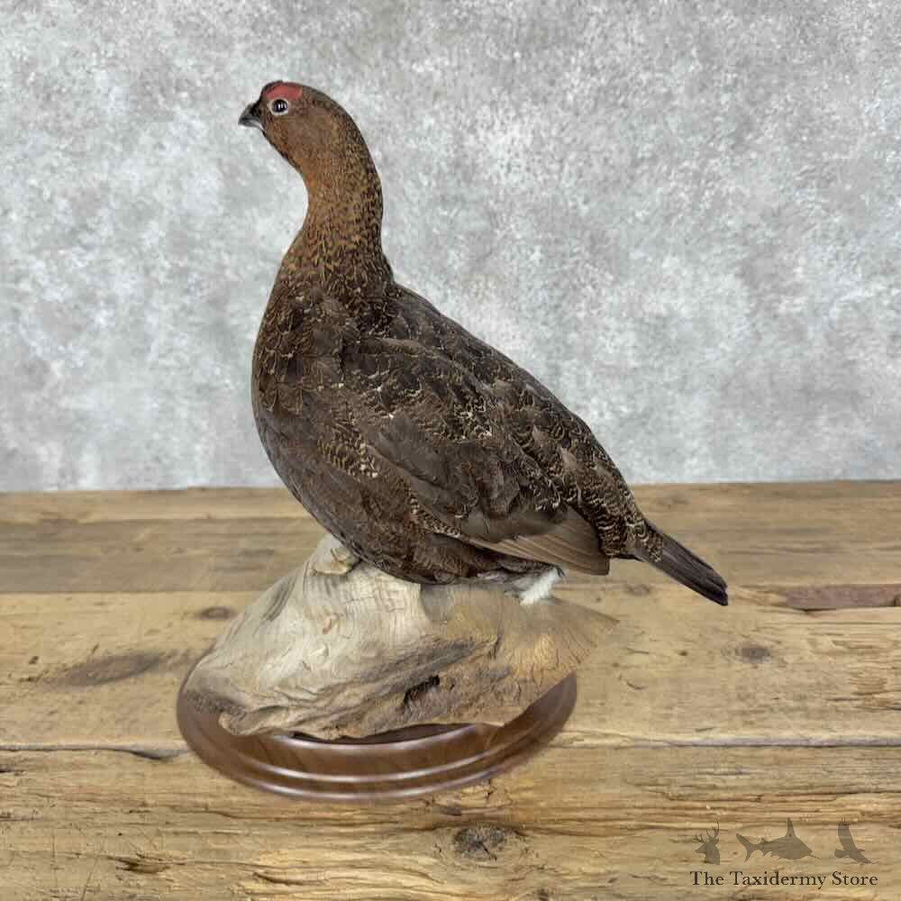 Willow Ptarmigan Mount For Sale #31824 @ The Taxidermy Store