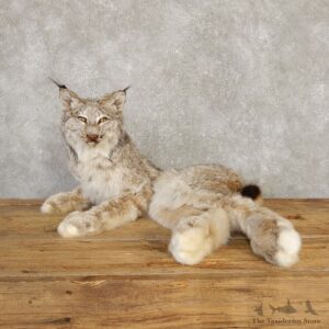 Canadian Lynx Life-Size Taxidermy Mount For Sale #20117 @ The Taxidermy Store