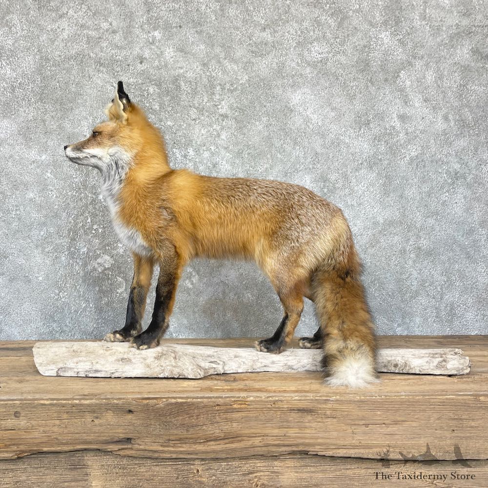 Red Fox Life-Size Mount For Sale #26428 @ The Taxidermy Store