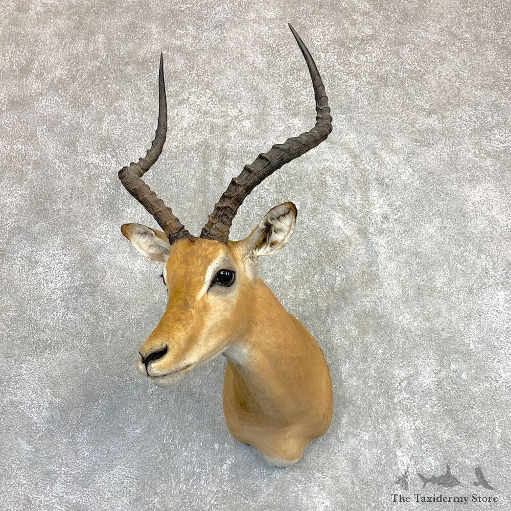 Southern Impala Shoulder Mount For Sale #22101 @ The Taxidermy Store