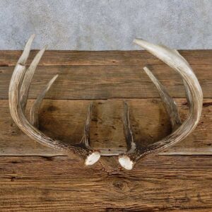 Whitetail Deer Antler Set For Sale #14962 @ The Taxidermy Store