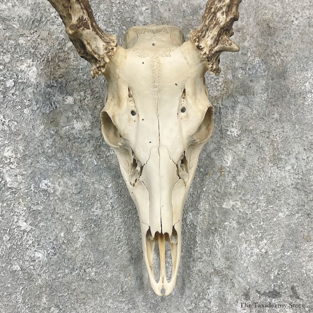 Whitetail Deer Skull European Mount For Sale #25902 @ The Taxidermy Store