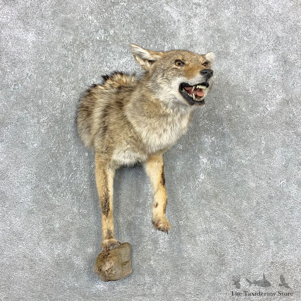 Coyote Half Life-Size Mount For Sale #23344 @ The Taxidermy Store