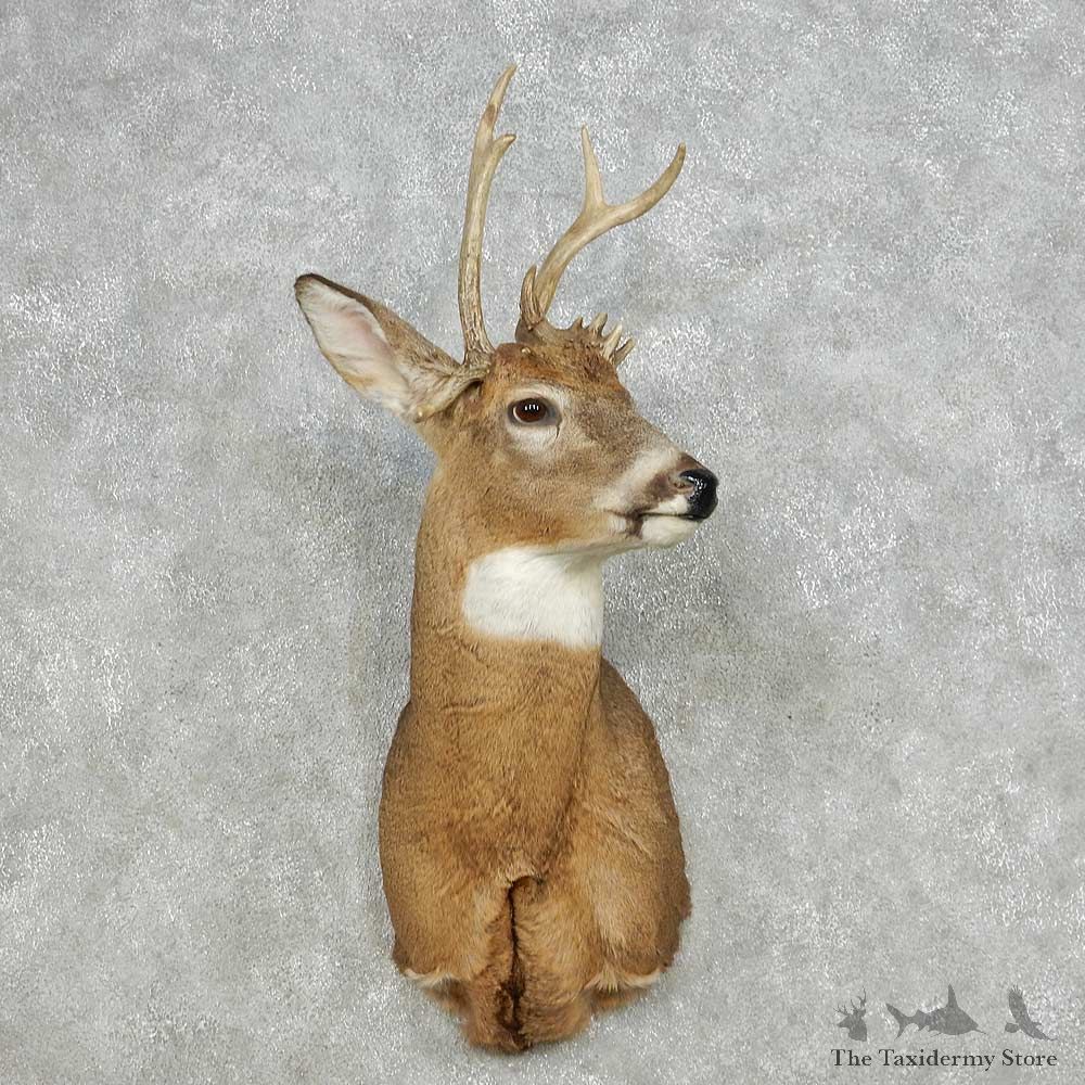 Whitetail Deer Taxidermy Shoulder Mount For Sale #14109 @ The Taxidermy Store