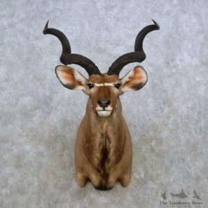 African Kudu Shoulder Mount For Sale #14270 @ The Taxidermy Store