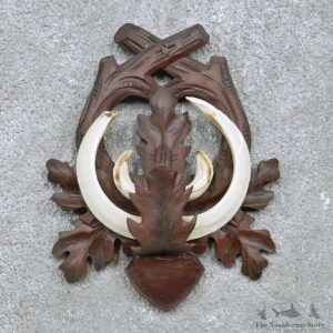 Feral Boar Tusk Plaque For Sale #15166 @ The Taxidermy Store