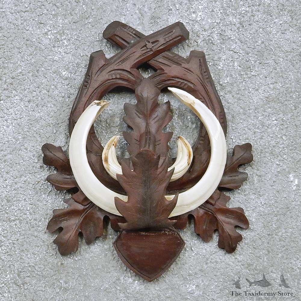 Feral Boar Tusk Plaque For Sale #15166 @ The Taxidermy Store