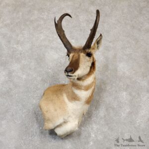 Pronghorn Antelope Shoulder Mount For Sale #20138 @ The Taxidermy-Store