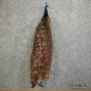 Indian Peacock Bird Mount For Sale #16057 @ The Taxidermy Store