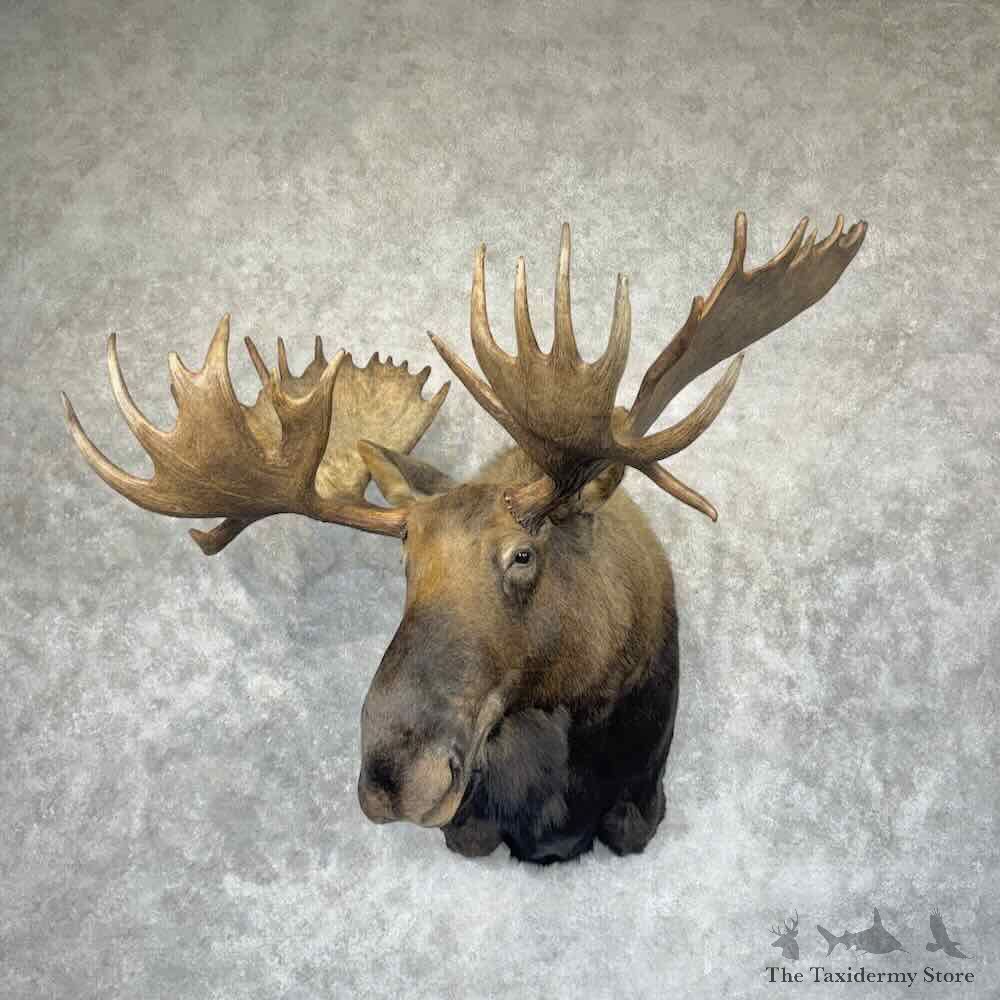 Alaskan Yukon Moose Shoulder Mount For Sale #31511 @ The Taxidermy Store