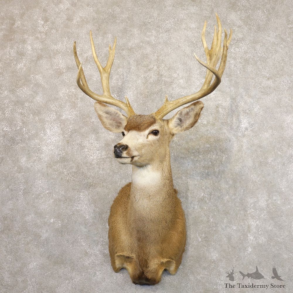 Desert Mule Deer Shoulder Mount For Sale #22175 @ The Taxidermy Store