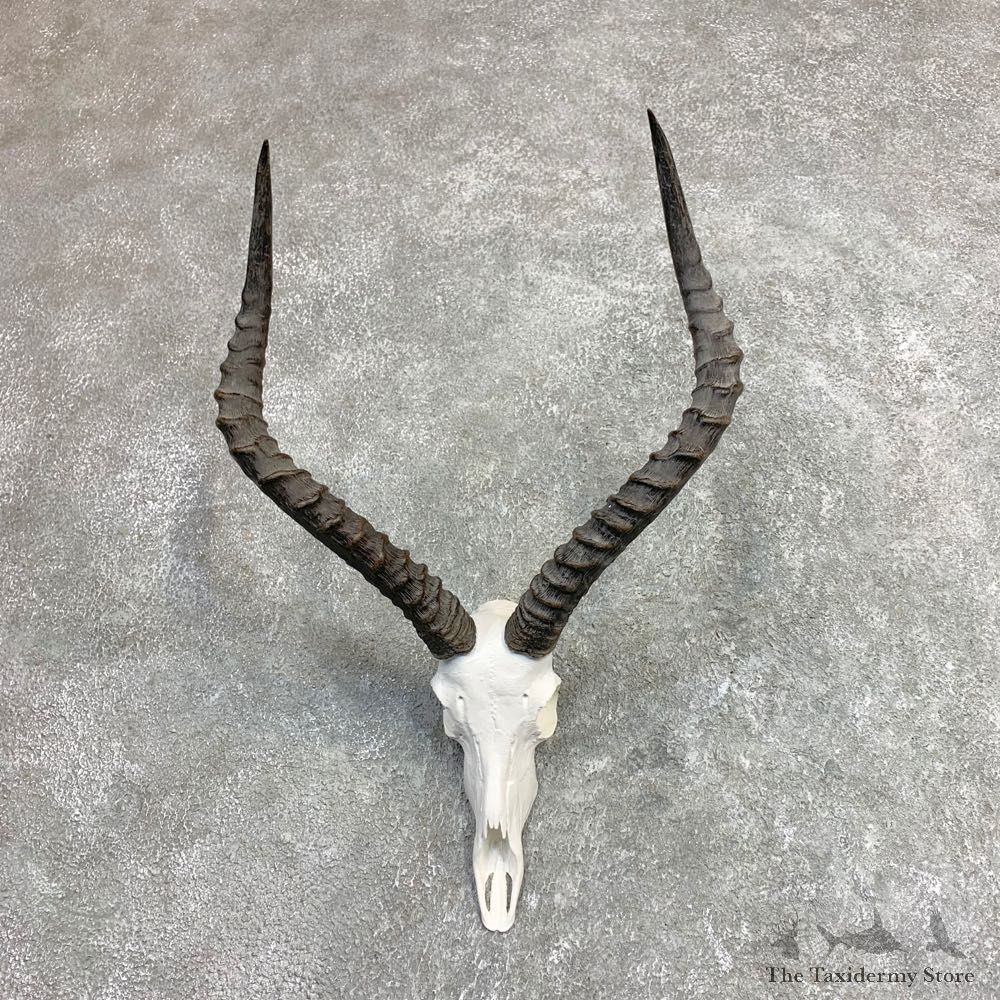Impala Skull & Horn European Mount For Sale #21965 @ The Taxidermy Store