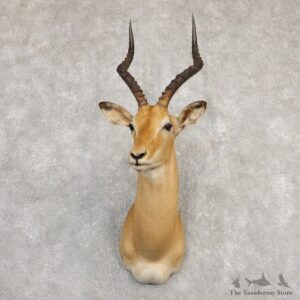 South African Impala Shoulder Mount For Sale #20293 @ The Taxidermy Store
