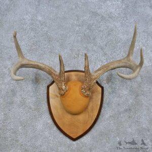 Whitetail Deer Antler Plaque Mount For Sale #15070 @ The Taxidermy Store