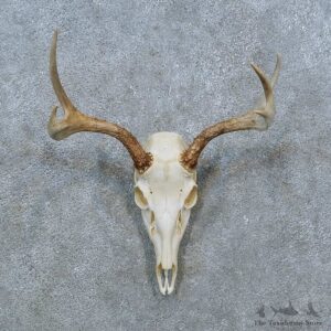Whitetail Deer Skull Antler European Mount For Sale #15368 @ The Taxidermy Store