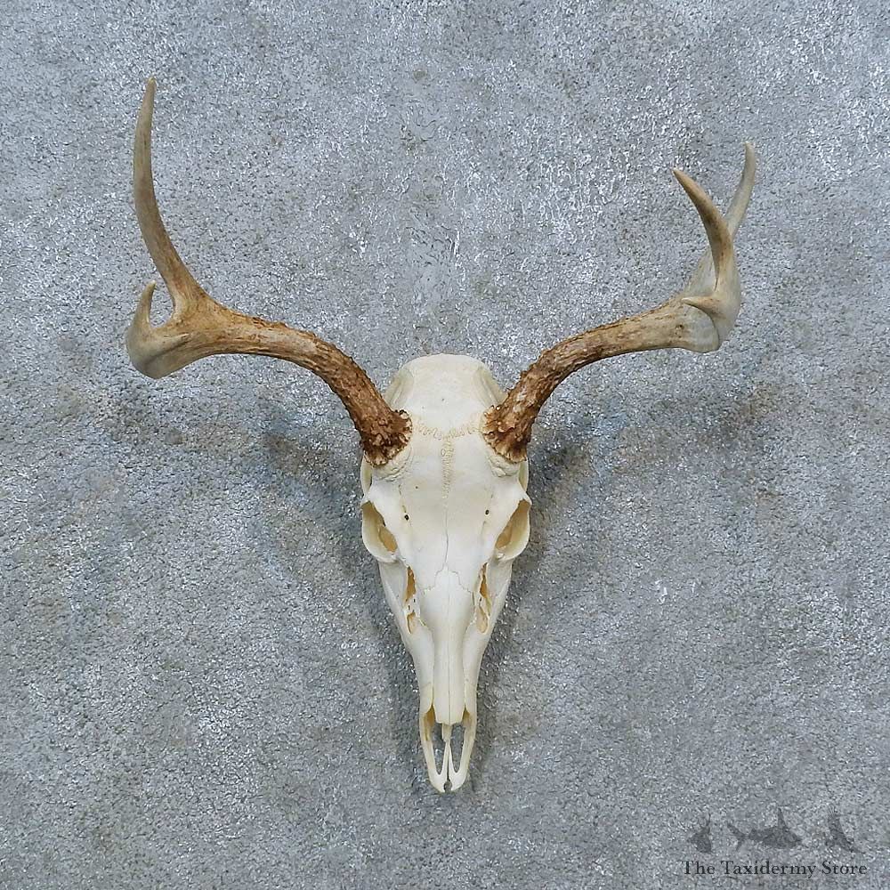 Whitetail Deer Skull Antler European Mount For Sale #15368 @ The Taxidermy Store