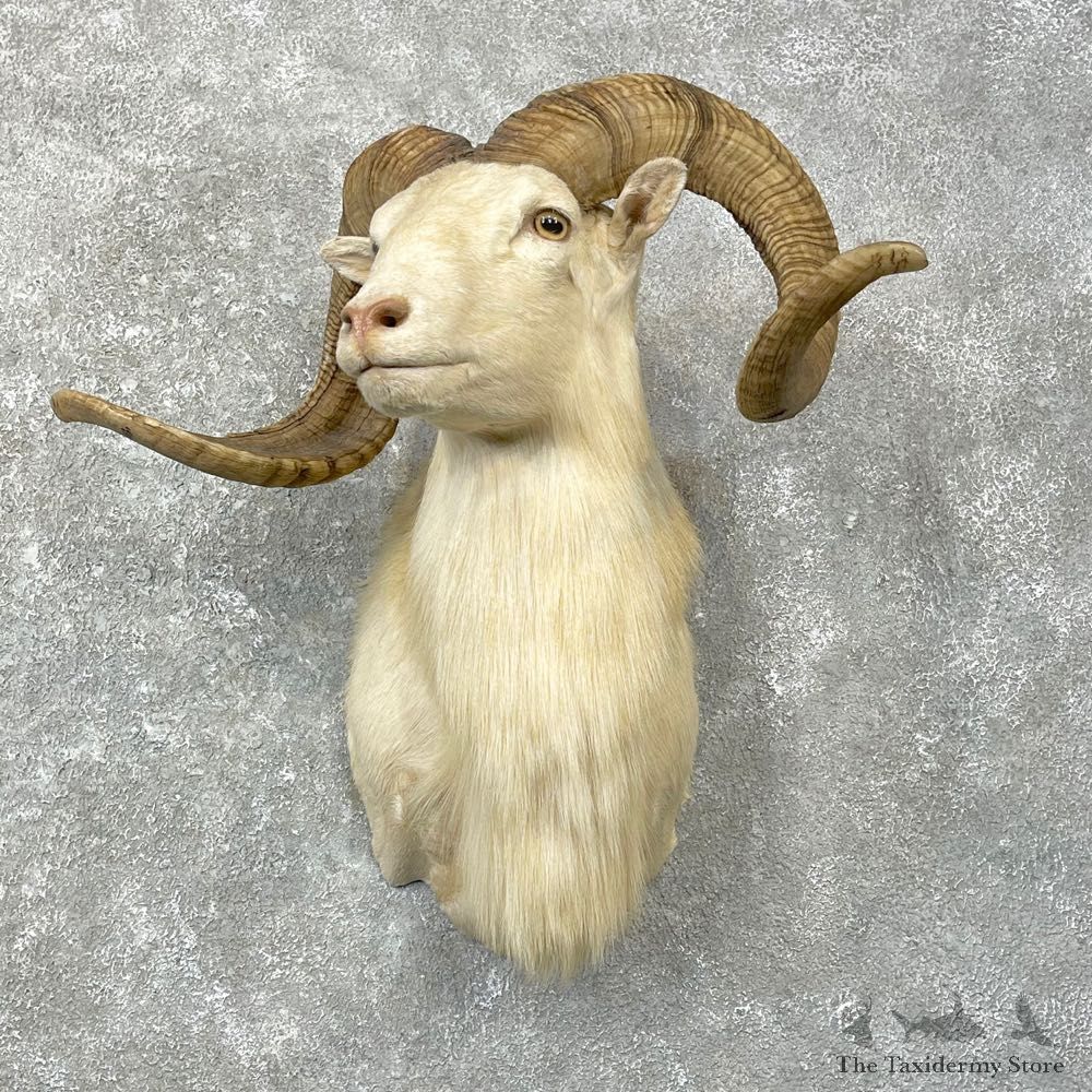 Texas Dall Sheep Mount For Sale #24769 @ The Taxidermy Store